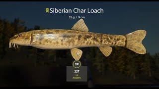 Russian Fishing 4  Lower Tunguska River | Siberian Char Loach Active Spot  #18