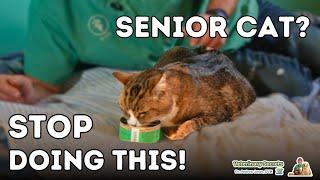 Dr Jones' Top 7 Tips to a Healthy and Long Lived Senior Cat