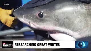 Up Close and Personal with Great White Sharks