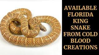 AVAILABLE FLORIDA KING SNAKE / COLD BLOOD CREATIONS