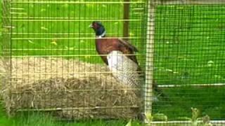 Wildlife Rescue - Pheasant Physio!