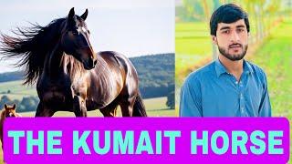 Mix - Hot Horse Breeding: Complete Guide to Horse Mating | How to breeding Horses Meeting