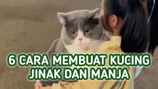 Cara Membuat Kucing Jinak dan Manja, Lakukan 6 Tahap Ini !