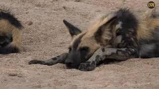 SouthAfricaDjChiPMSafariLIVE 3 Mar 2018 African wild dogs