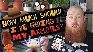 HOW MUCH SHOULD I BE FEEDING MY AXOLOTLS?
