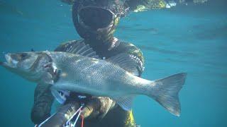 #Spigole e #cefali d'inizio anno #pescasub #spearfishing #fishing #underwater