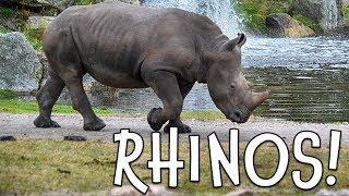 Rhinos! Rhinoceros Facts for Kids