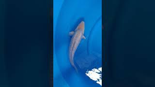 8ag Ikan Koi Import Ginrin Soragoi (Marusei Certified) 43cm Male