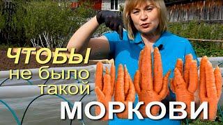 КАК ИЗБЕЖАТЬ УРОДЛИВОЙ МОРКОВИ! Советы от ЗЕЛЕНОГО ОГОРОДА!