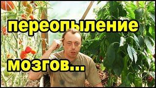 Переопыление перцев - обман! Сладкий и острый перец вместе!