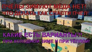 ПЧЁЛЫ ЗИМУЮТ МЁДА НЕТ что делать как спасти разный вид зимовки ️