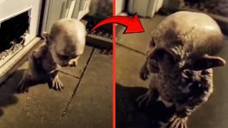 Most Disturbing Creatures Captured By Hidden Cameras!