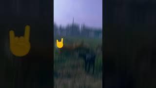 #INSTA_Reals New #Funny #Viral #top #Video #Jeenamarna #Mautwala_Khel #TikTok #Att #Ladai #7k #Full