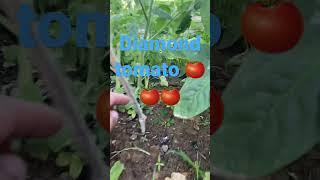 #simplelifeinprovince #digitalcreator #farmer #socialmedia #beautifulfruits#diamondtomato