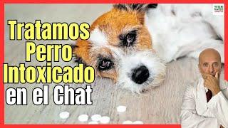 POISONED DOG TREATMENT (IN THE ONLINE VETERINARY VIDEO CHAT)