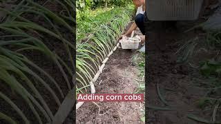 Green Onion Farming The Role Of Corn Cobs #satisfying #shortsvideo