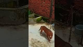 Anjing Piitbul GALAK !! #animals #shortvideo #hewanlucu #dogs #puppy #chowchow #pitbull #pitbulls