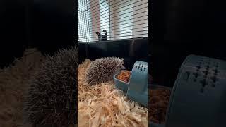 First day with my hedgehog