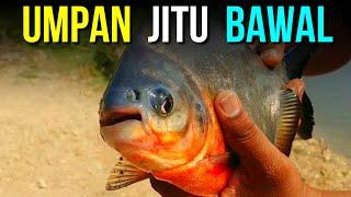 Umpan Ikan Bawal Paling jitu dan Ampuh