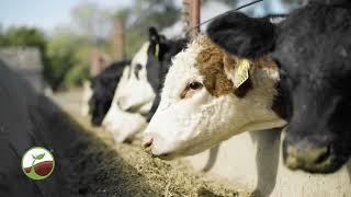Benefits of Liquid Feed Supplement for Beef Cattle