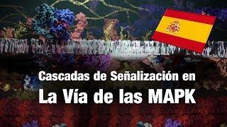 Cascadas de señalización en la vía de las MAPK