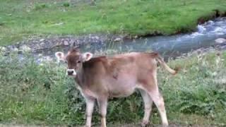 Cows returning from pasture at dusk