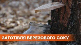 С лимоном, мятой, каркаде и конфетами: необычные рецепты березового сока