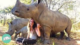 Baby Rhinos Run Up To Girl For Kisses And Belly Rubs | Cuddle Buddies