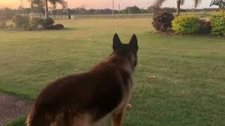 Guaranteed to make you dog howl ( German shepherd howling)