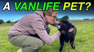 YOU keep saying WE NEED A PET - VANLIFE WALES