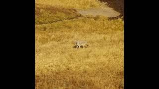 Shaboozey x Western Type Beat - "Coyote" - Country Trap Type Beat (free dl)