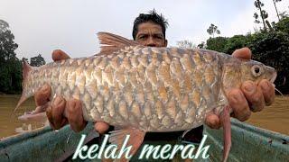 Rezeki kelah merah size sado