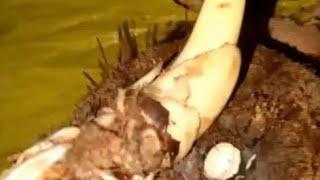 SPROUTED LARGE COCONUT  (PEELING USING SMALL KNIFE) ASMR SATISFYING SOUNDS #COCONUT #asmr