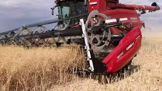 Комбайн CASE IH AXIAL FLOW 8250 та жниварка MacDon FD2 – потужна комбінація для збирання врожаю.