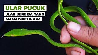 Mengenal Ular Pucuk dan Kehidupannya #temansains