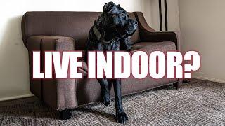 Should YOU Let Large Dogs Live in the House or Outside?