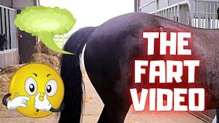 Funny horse fart video!! April Fools' Day Friesian Horses.