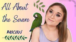 ALL ABOUT THE SEVERE MACAW/ COMPARE & CONTRAST W/ MY SEVERE MACAW CORA!!!!
