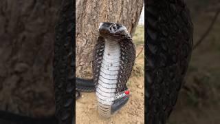 Indian cobra viral #indiancobra #kingcobra #Cobrabite #cobrasnake #cobrasaamp #shorts #snake