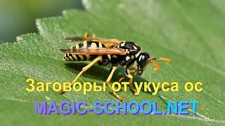 Заговоры от укуса ос