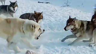 Alabai dog against 5 Wolves | One Alabai protect livestock from 5 Wolves