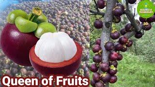 Amazing Mangosteen Farming! Expert Tips for Successful Mangosteen Farming! Modern Agriculture 2023