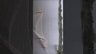 my village pond is  in Jalalpur ️  this is first big pond in surrounding villages ️