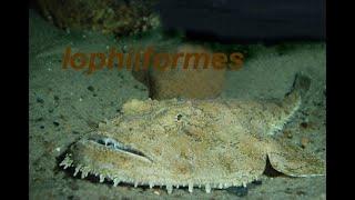 Lophiiformes fish