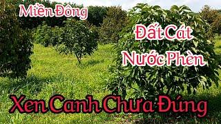 Sầu Riêng Xen Bơ - Khi Trồng Nhiều Cần Chú Ý | Kỹ Thuật Nông Nghiệp