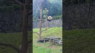 whaaaat Как панды падают с дерева 