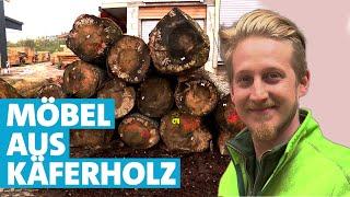 Holz mit Borkenkäferbefall - drei Schreiner machen Möbel aus Käferholz