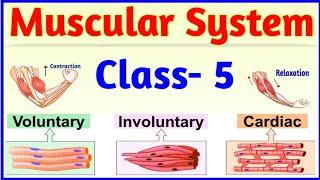 Muscular System | Class 5 | Bones and Muscles | Skeletal System | Science