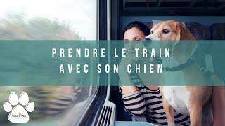 VOYAGER EN TRAIN AVEC SON CHIEN | 6 astuces !