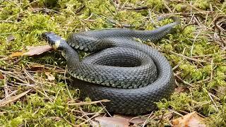 The grass snake - Natrix natrix.